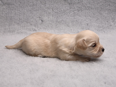 Bichon Havanais hvalpe fra Kennel Miki Nanoq